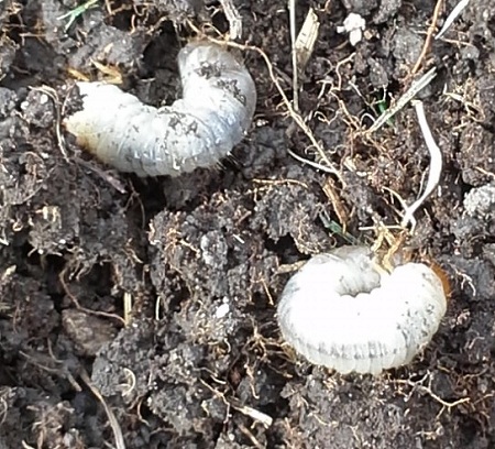 grub insects