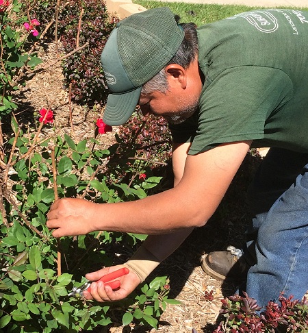 pruning roses 2